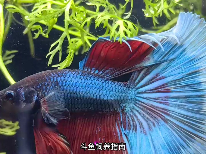 斗鱼如何正确喂养