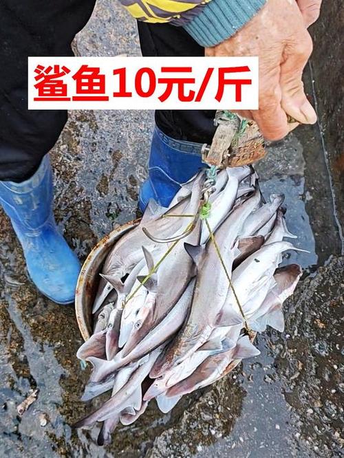 食用小鲨鱼一斤多少钱
