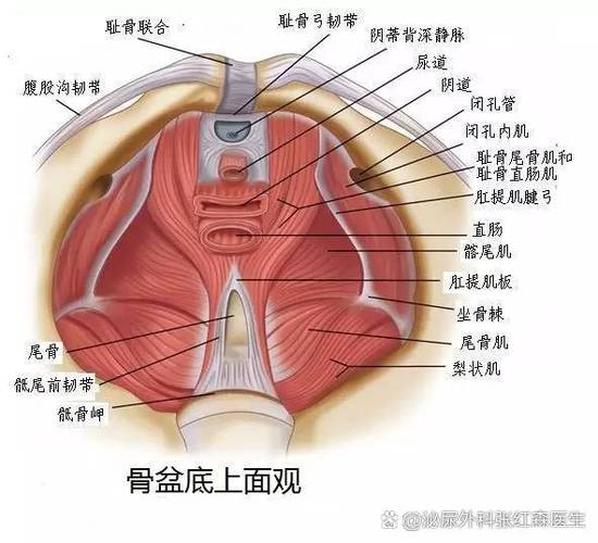 锻炼肌肉的4种最佳方法