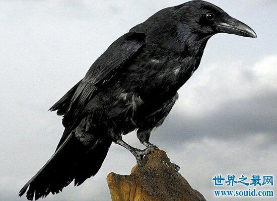 乌鸦悖论 乌鸦悖论