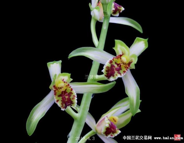 中国兰花交易网官方正版下载