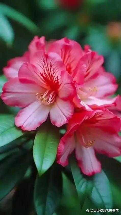 杜鹃的花语