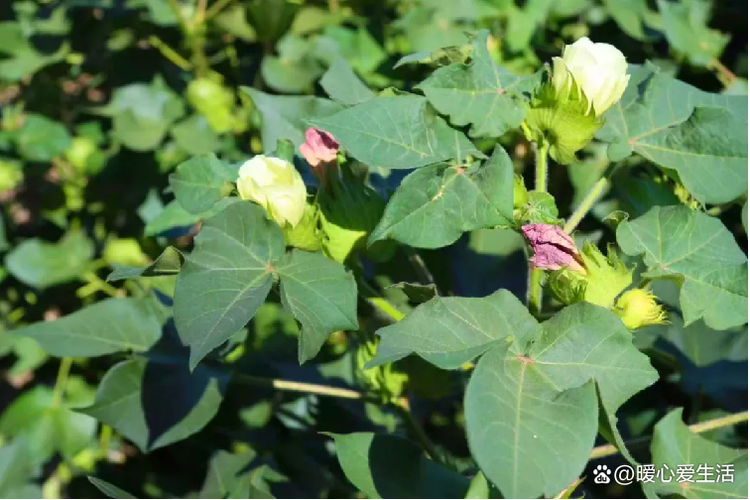 棉花是植物吗