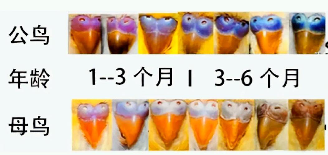 虎皮鹦鹉一天拉几次