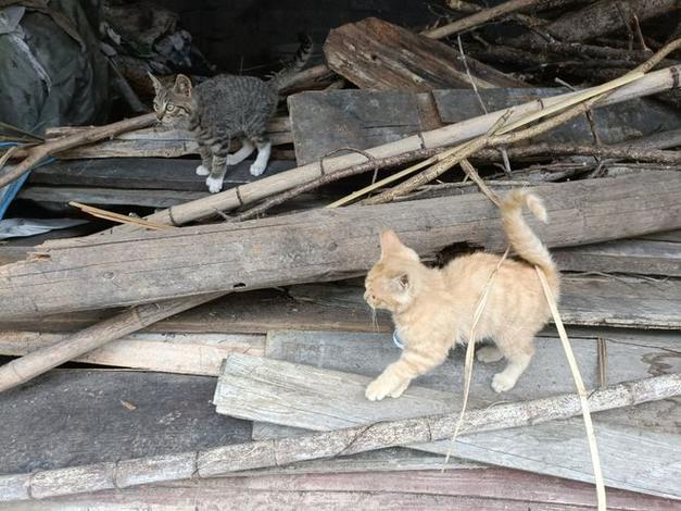 流浪猫一直在门口叫