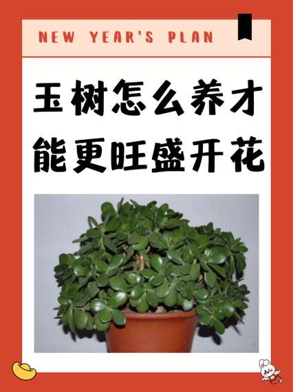 玉树养几年才会开花