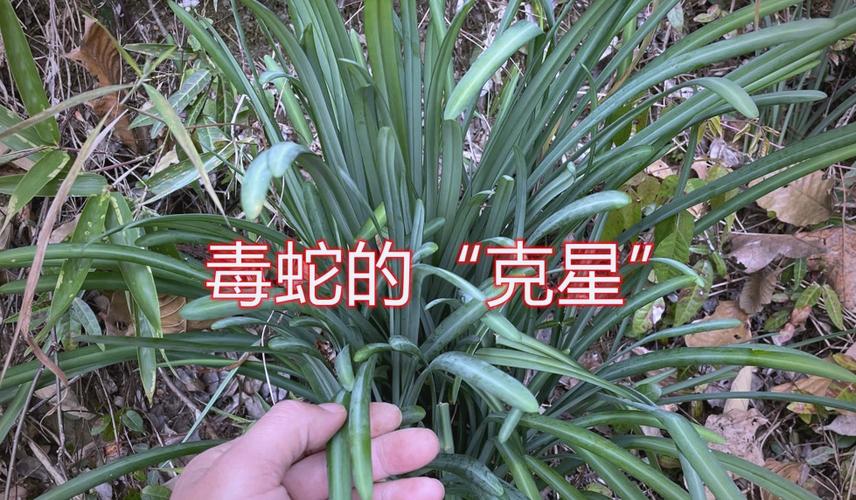 驱蛇植物有哪些