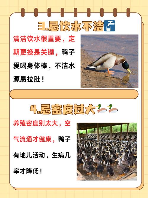 水鸭和旱鸭的养殖方法