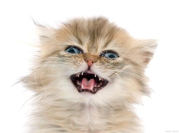 有一只小猫张开嘴巴喵喵喵喵喵