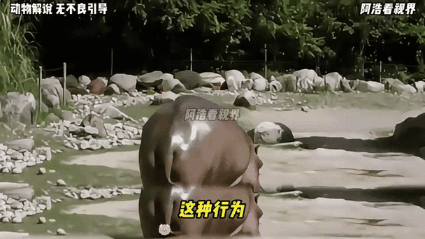 河马甩粪视频截图2