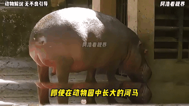 河马甩粪视频截图3