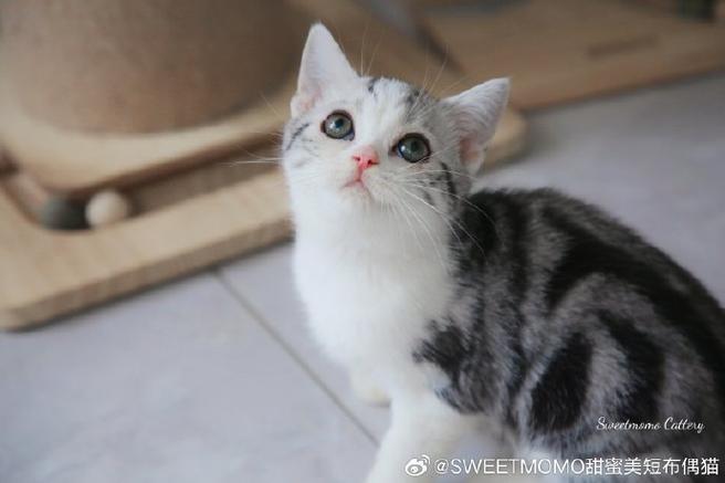 美短加白标准眼睛颜色截图1