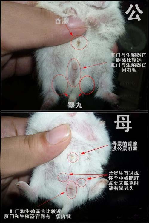 怎么才能让一只母仓鼠自己繁殖