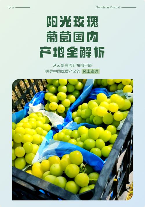 阳光玫瑰葡萄 产地 阳光玫瑰葡萄 产地