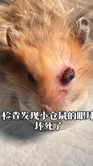 仓鼠眼睛长息肉图片