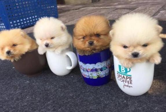 茶杯犬 茶杯犬