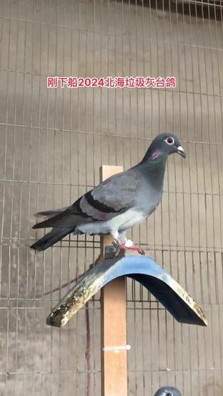 台湾十大鸽系