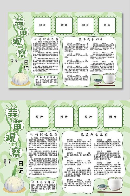 蒜苗的生长过程观察日记