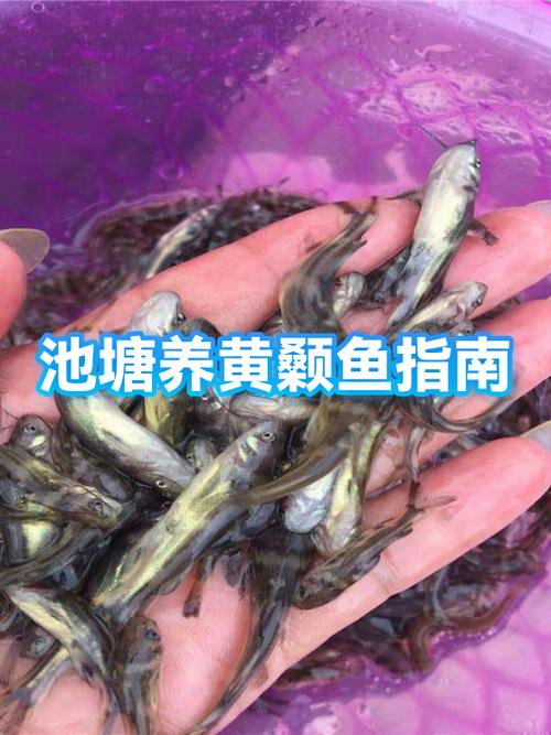 鱼塘养的鱼怎么找销路