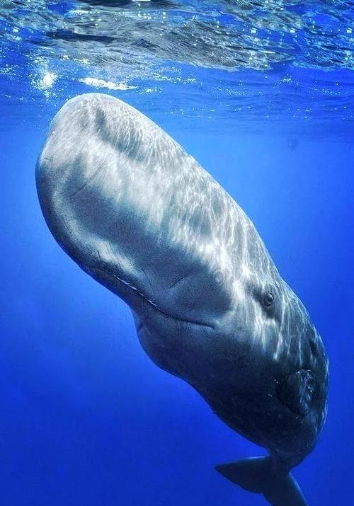 海洋版本中的强大生物