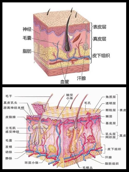 皮肤分几层结构图片