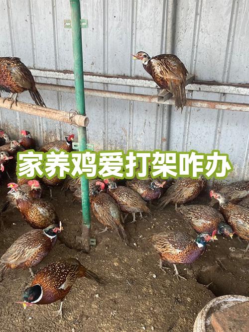 鸡打架喂点啥药不打架