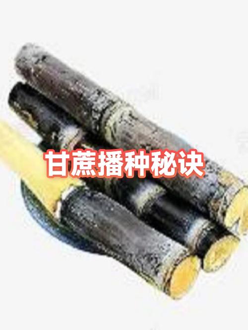 我的世界种甘蔗用泥土好还沙子好