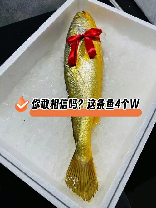 养金鱼一年能赚多少钱