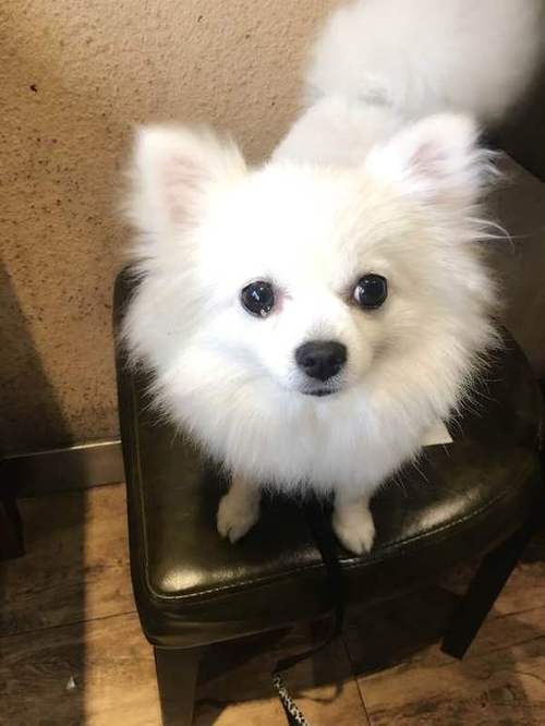 博美银狐犬图片