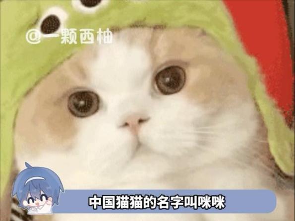 猫猫语音下载