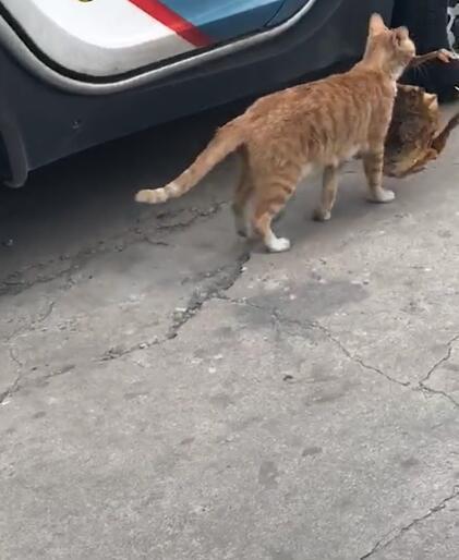 野猫图片吃鸡