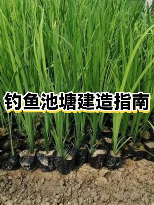 钓鱼水池的具体要求