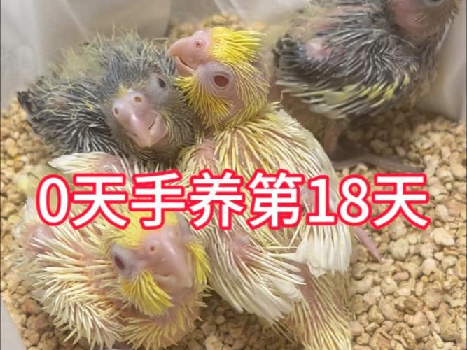 玄凤鹦鹉要从小养吗