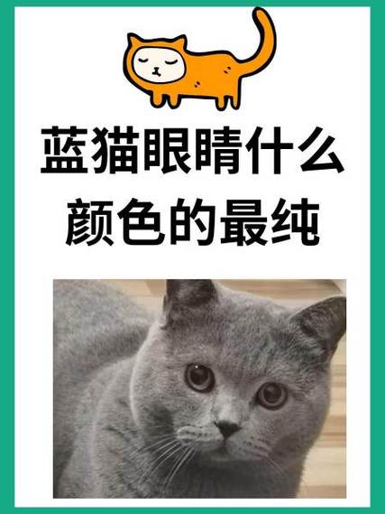 英短蓝猫眼睛什么颜色最好