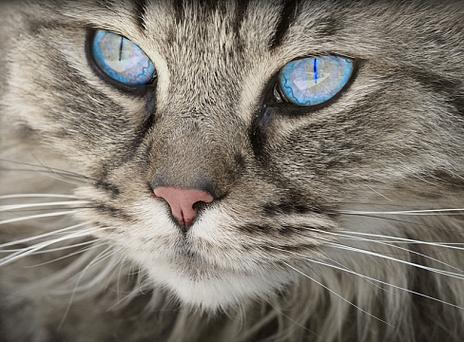 英短蓝猫眼睛什么颜色最好截图2