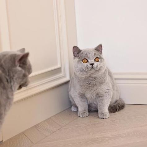 英短蓝猫眼睛什么颜色最好截图3