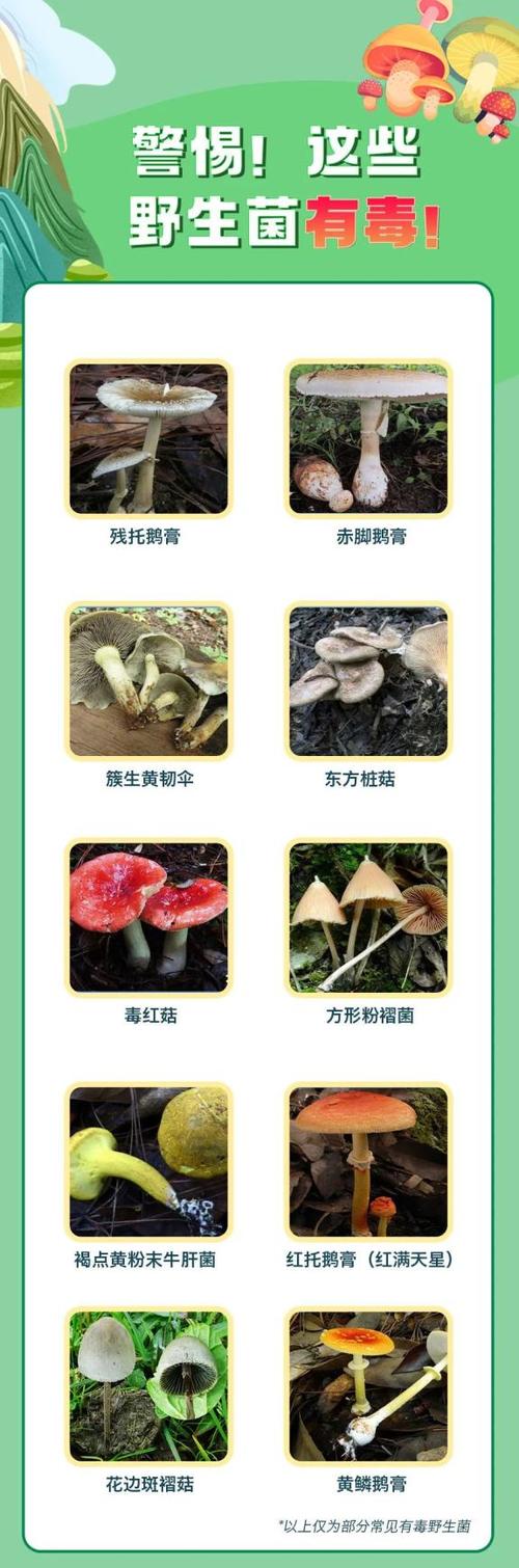 怎样识别毒蘑菇和可食蘑菇