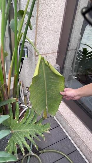 天堂鸟叶子卷边开裂
