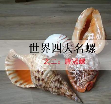 50种珍稀贝壳海螺