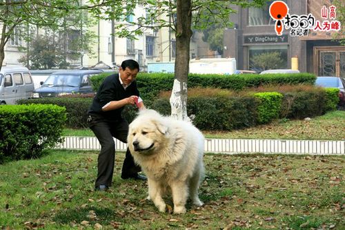 遛狗还是遛狗