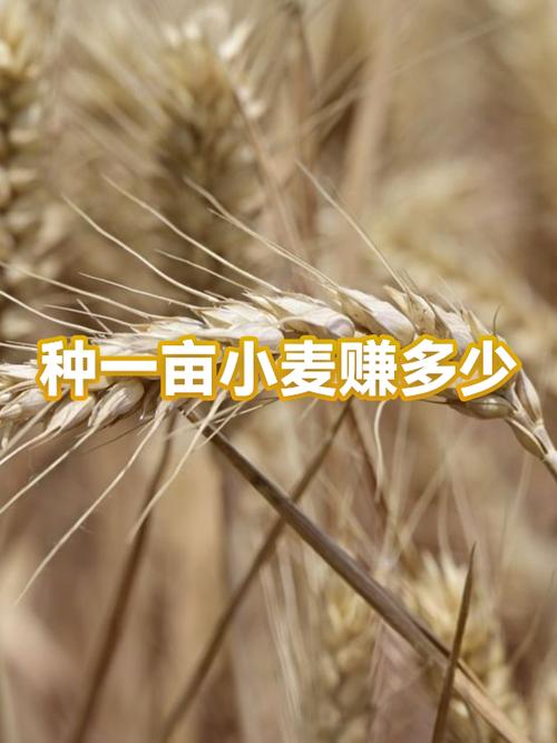 种一亩小麦的利润