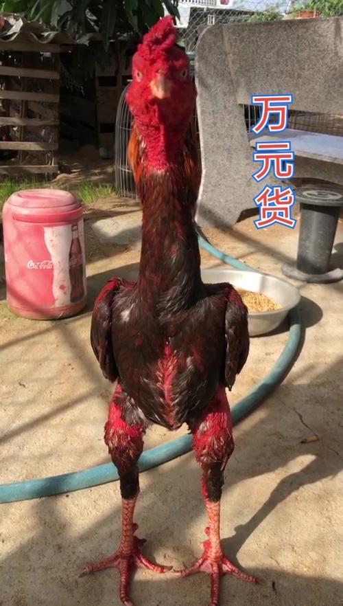 一百万的斗鸡