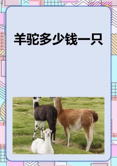 羊驼价格2026价目表