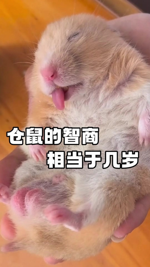 仓鼠三岁相当于人