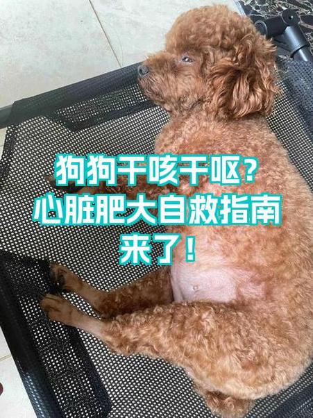 狗狗干呕最快解决方法