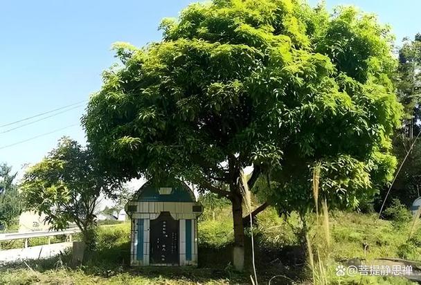右边有树最旺三个地方