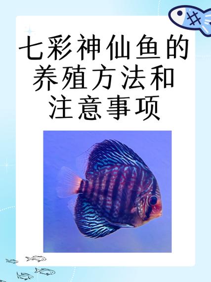 50的鱼缸能养几条七彩神仙鱼