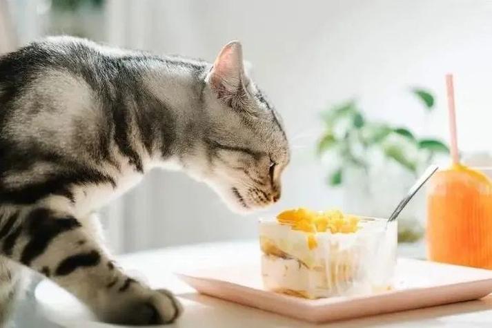 养猫的十大禁忌 养猫的十大禁忌