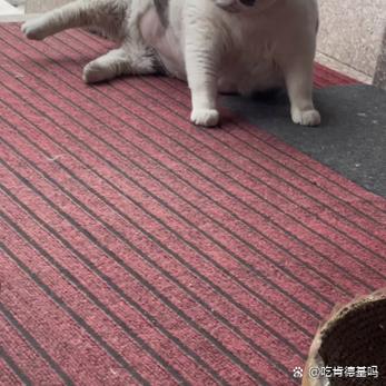 一只懒猫