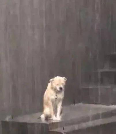 淋雨的高级表达